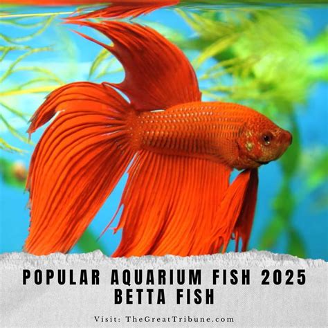 25 Most Popular Aquarium Fish in 2025 (With Pictures) .